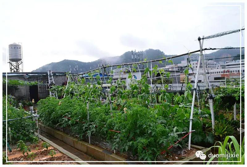 聽(tīng)說(shuō)了嗎，多米居然開(kāi)始搞副業(yè)了？