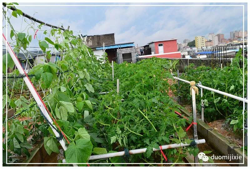 聽(tīng)說(shuō)了嗎，多米居然開(kāi)始搞副業(yè)了？