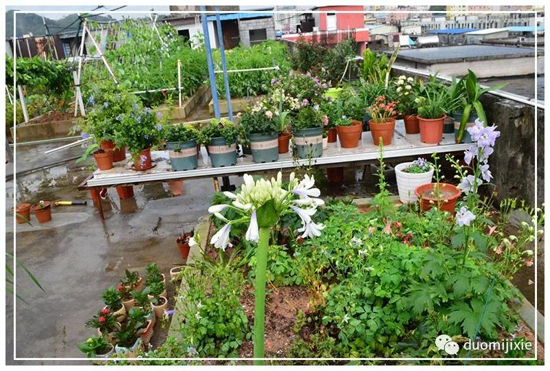 聽(tīng)說(shuō)了嗎，多米居然開(kāi)始搞副業(yè)了？